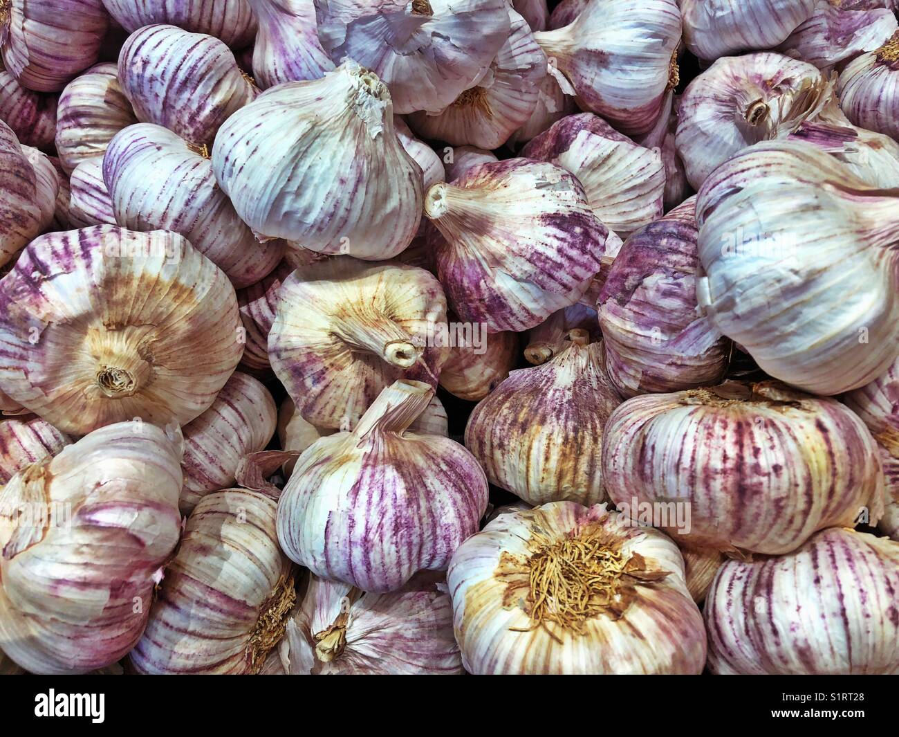 Vista in HDR delle grandi lampadine all'aglio fresche con pelle viola nel supermercato Foto Stock