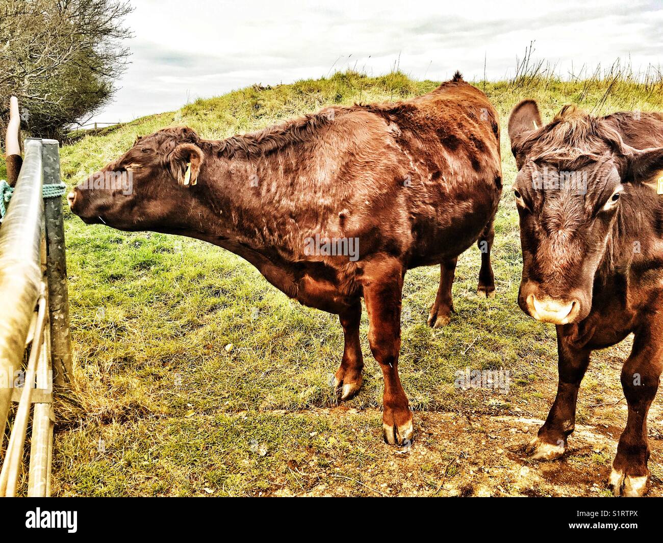 Red Poll bovini da carne Foto Stock