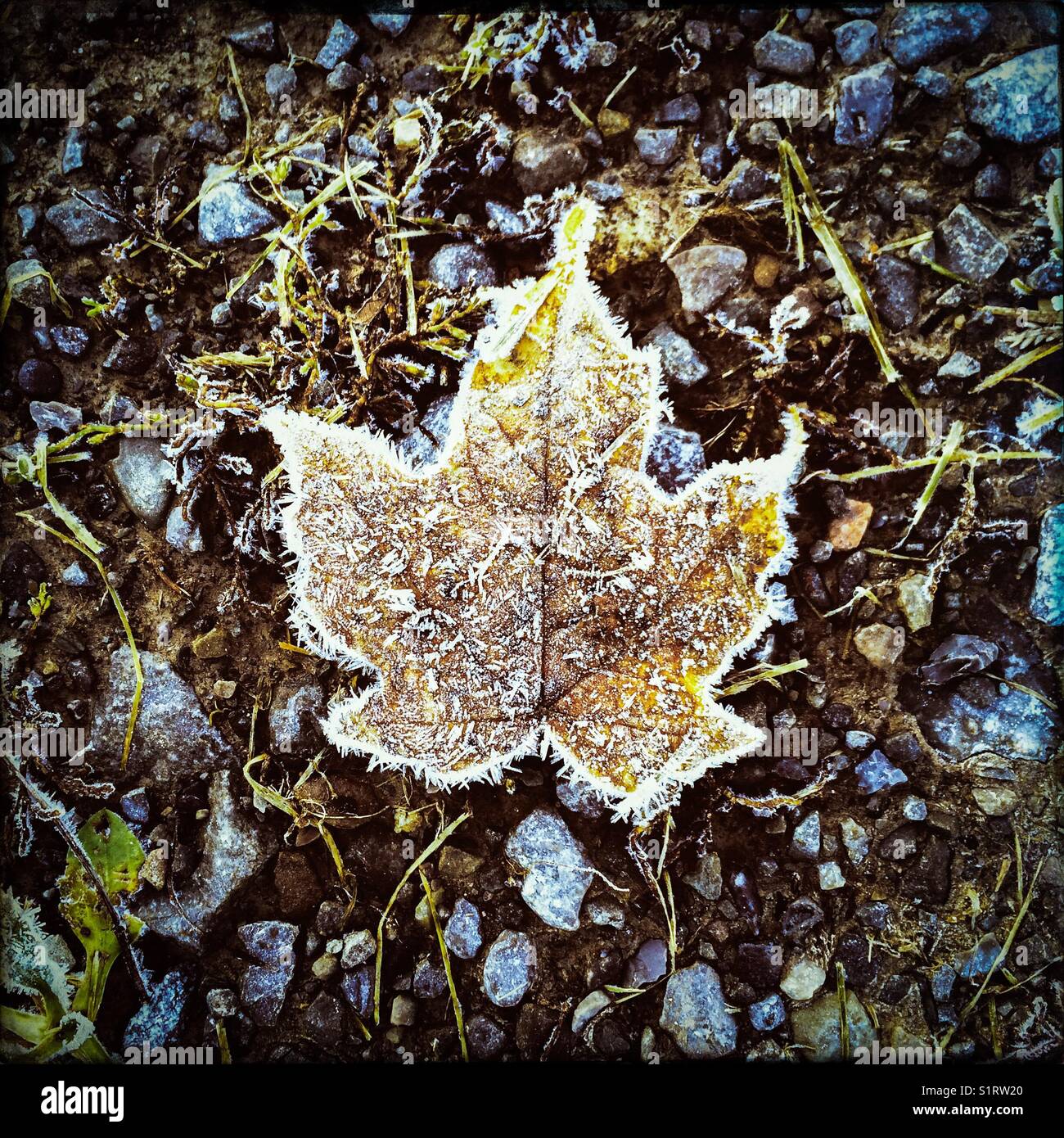 Una foglia ghiacciata la prima fredda mattina d'autunno. - Immagine stock catturata con smartphone