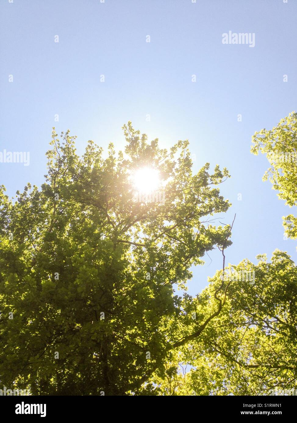 Rompendo la luce del sole attraverso foglie. Foto Stock