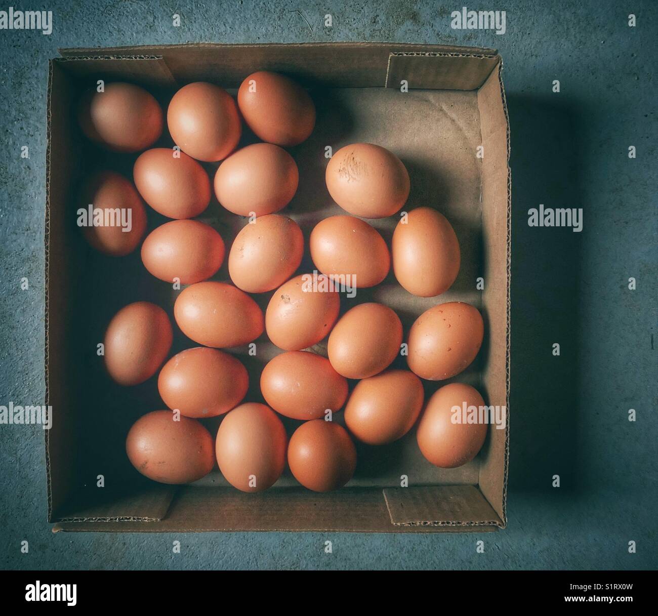 Piccolo vassoio di cartone pieno di uova di pollo appena raccolte Foto Stock