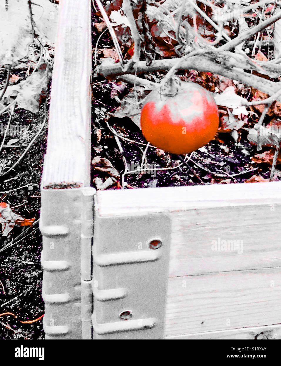 Pomodoro di novembre, pop color - Immagine stock catturata con smartphone