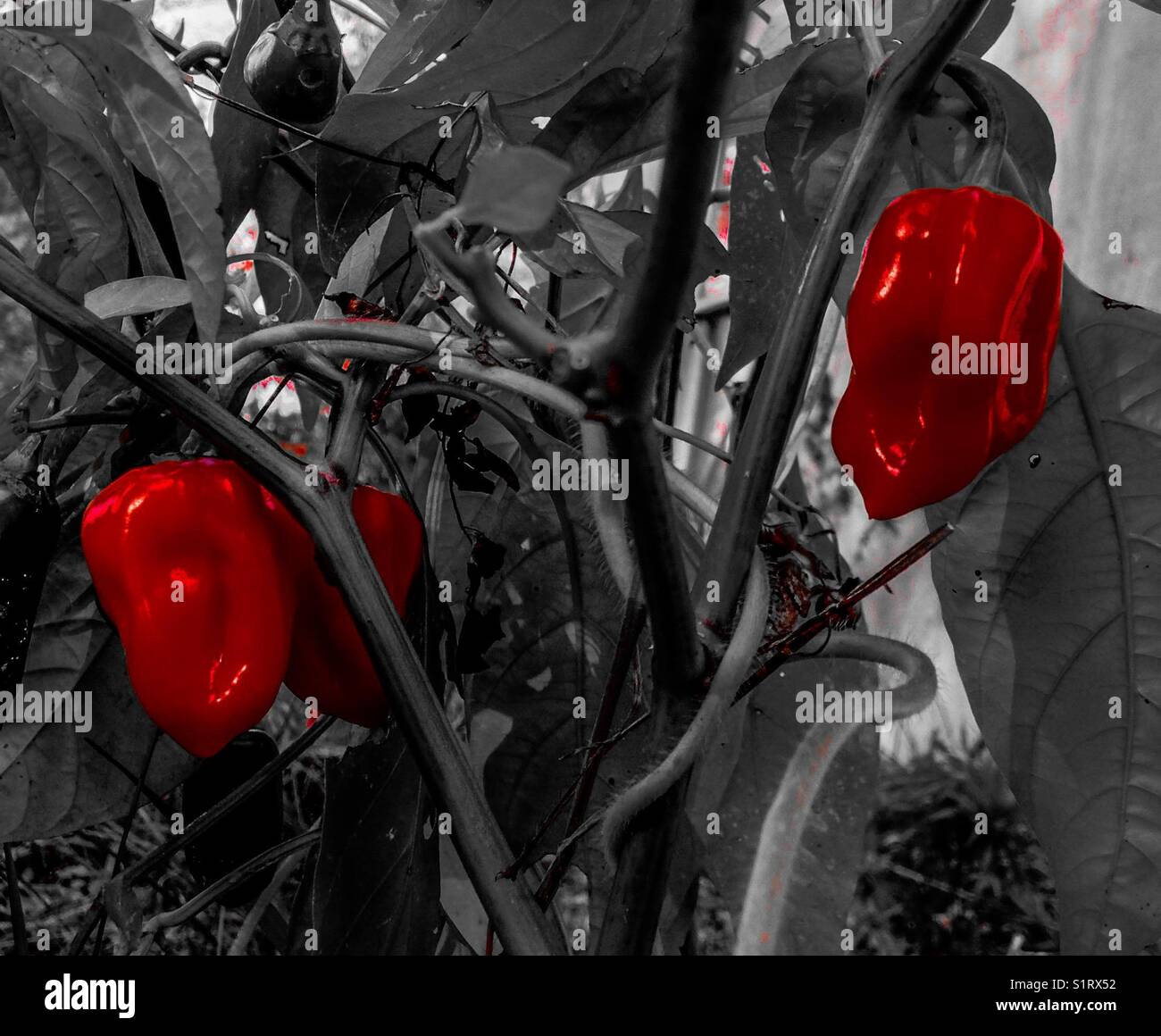 Peperoni roventi - Immagine stock catturata con smartphone