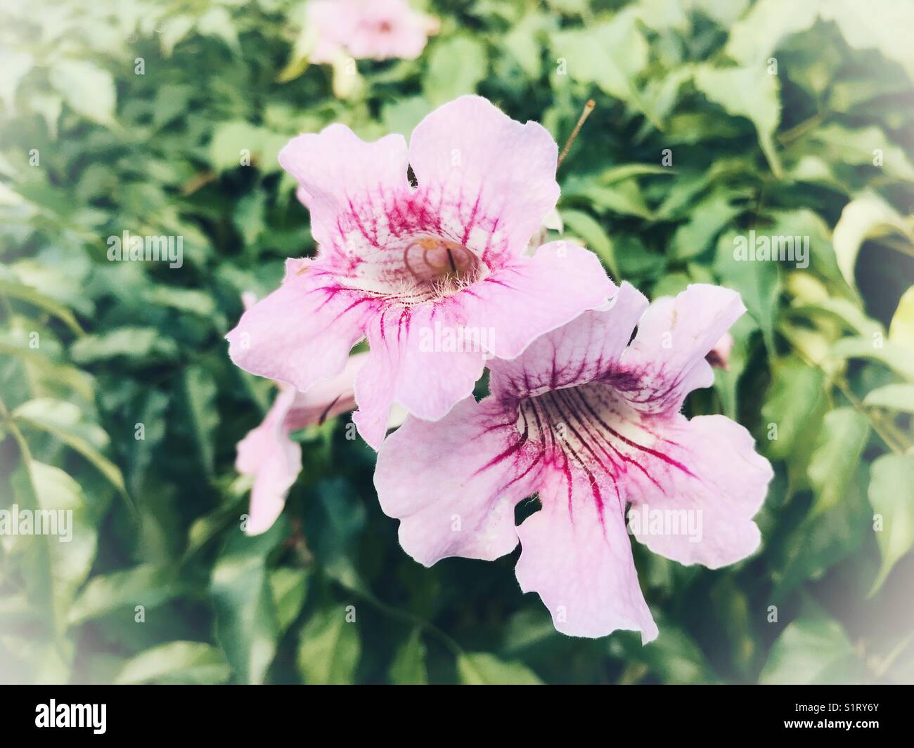 Bignonia rosa in fiore Foto Stock