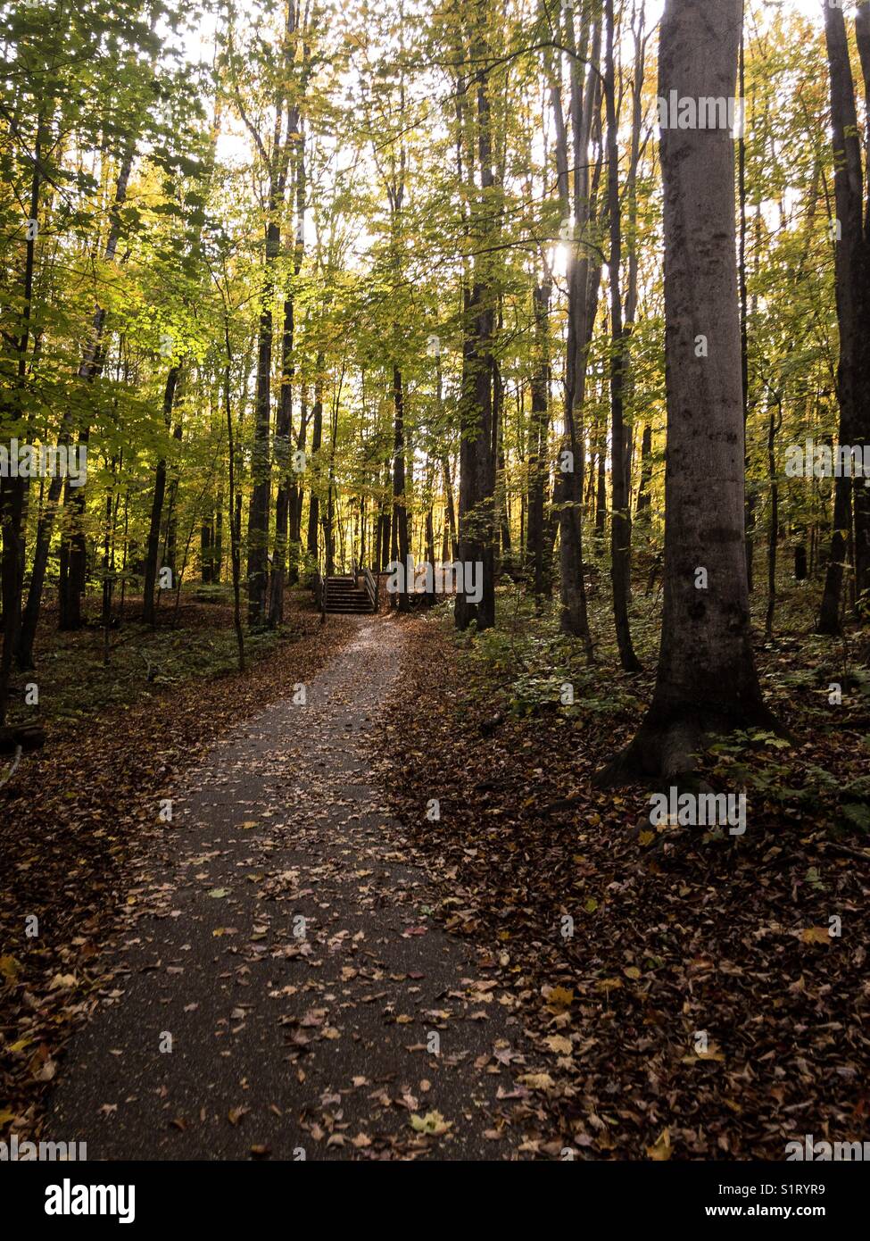 A piedi attraverso una foresta su una soleggiata giornata autunnale con foglie sul sentiero con bellissimi alberi lungo il percorso. Foto Stock