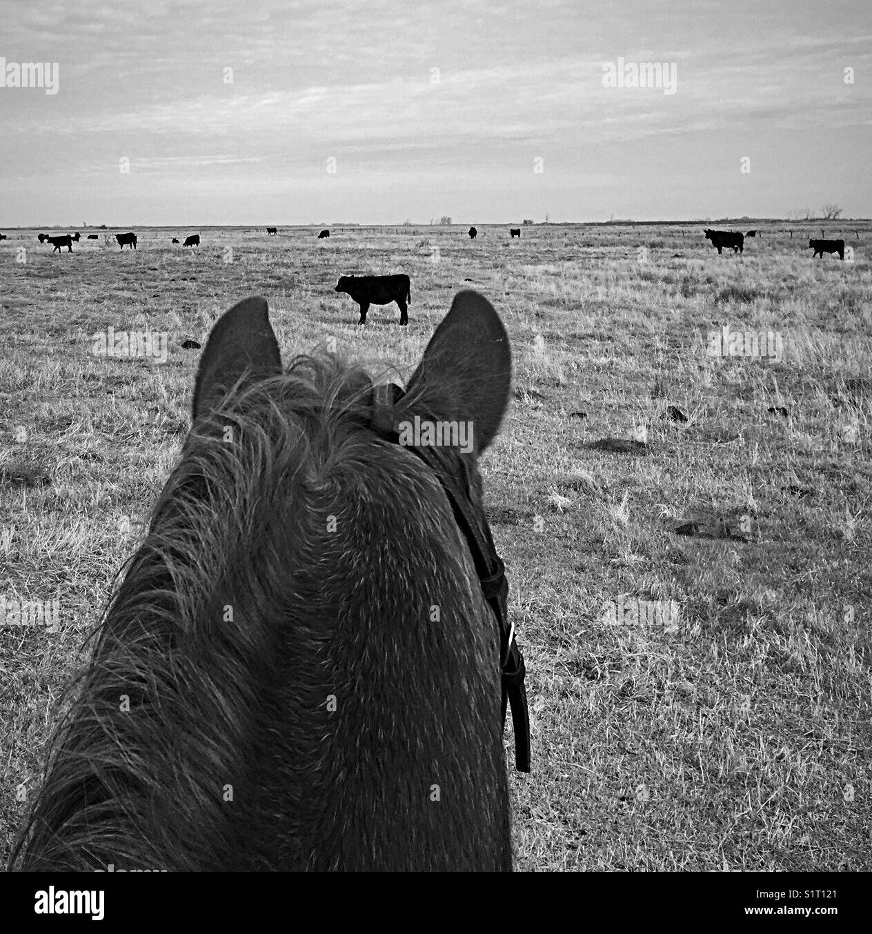 Cavallo alla ricerca nel campo delle vacche angus Foto Stock