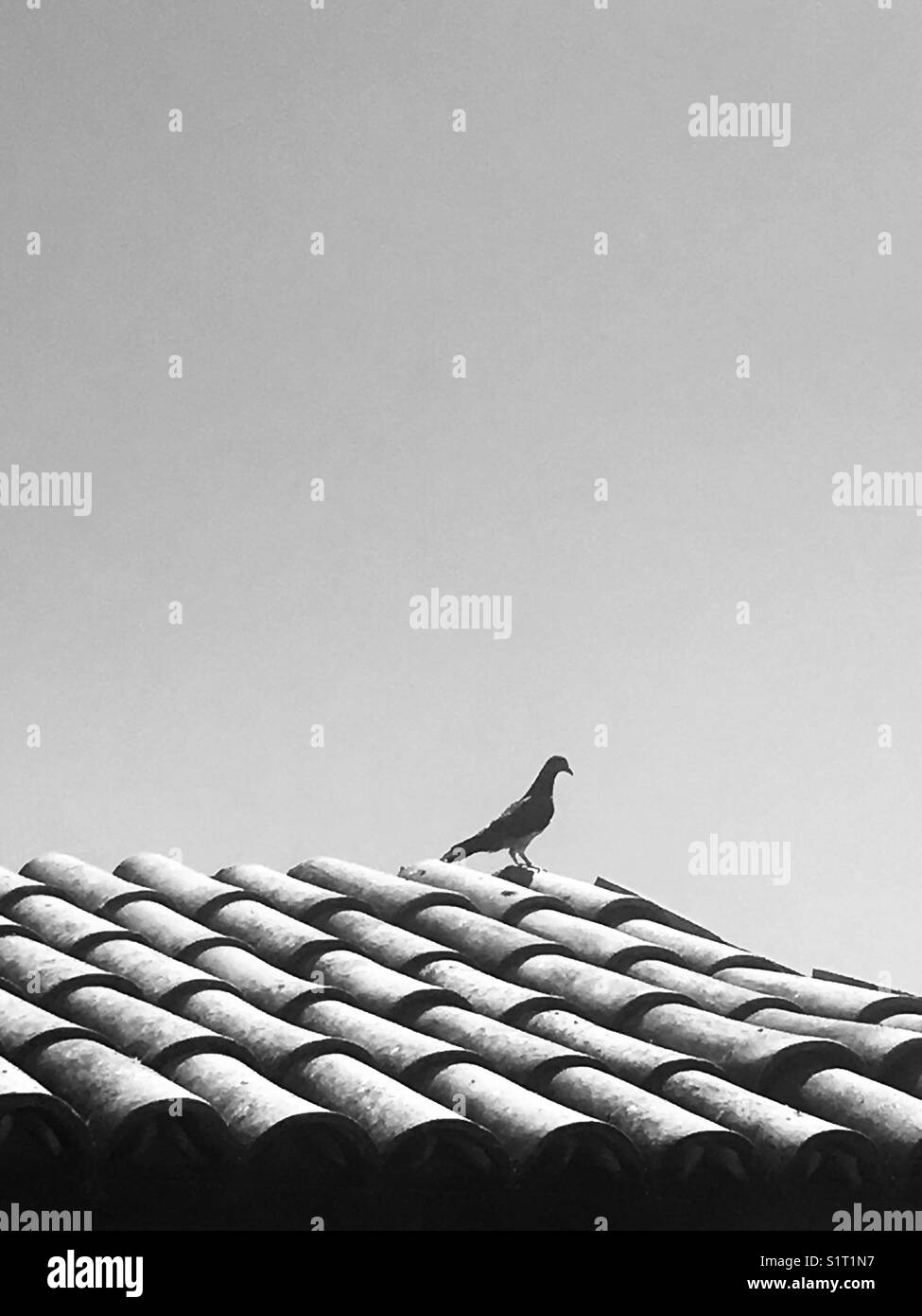 Piccione sul tetto di tegole, san miguel de allende, Messico. Foto Stock