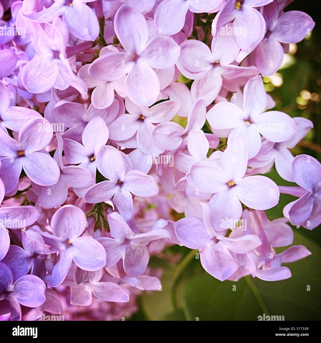 Viola fiori lilla Foto Stock