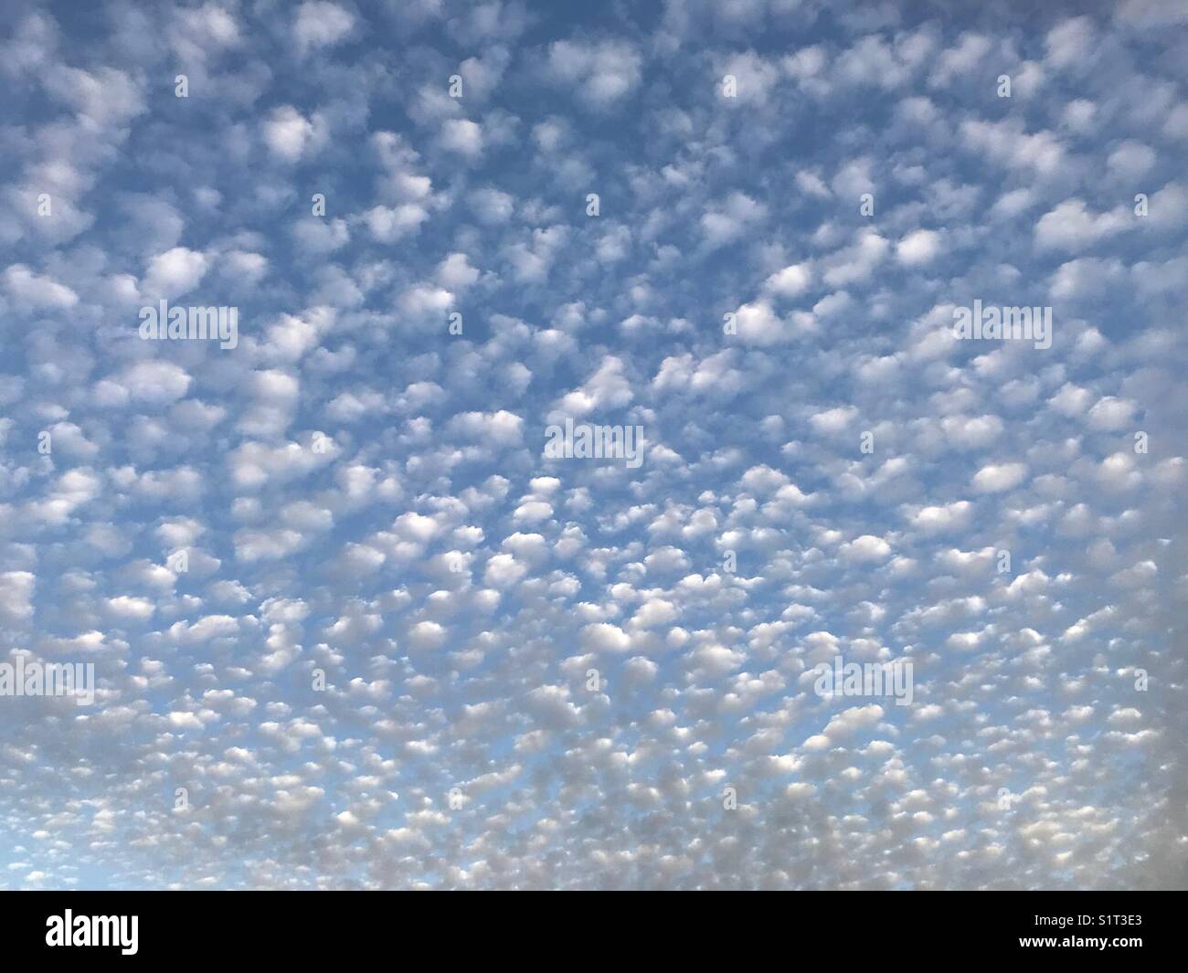 Sfondo o sfondo di cielo blu chiaro con un motivo di piccole nuvole bianche rotonde che riducono le dimensioni dal primo piano sullo sfondo Foto Stock