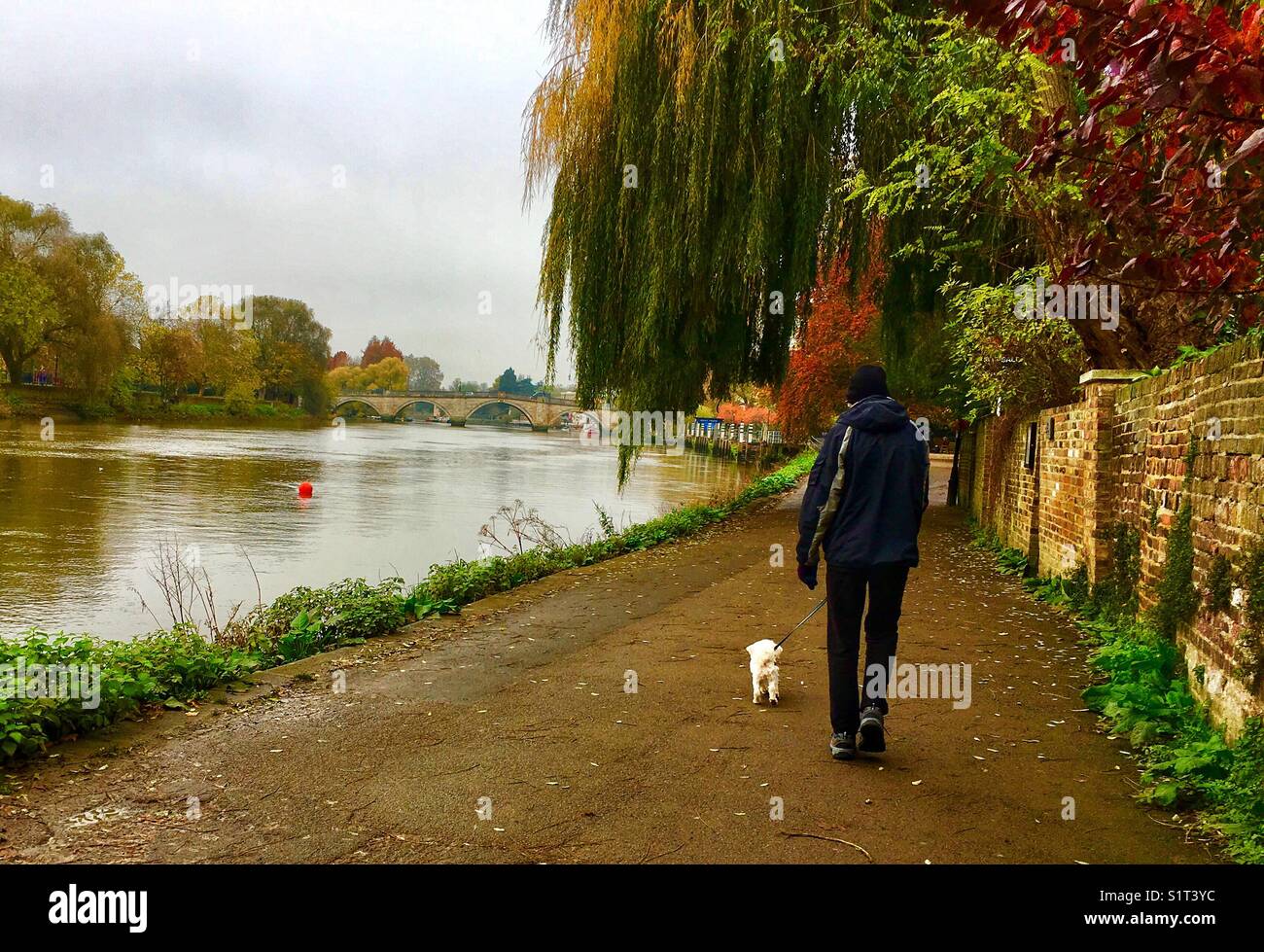 Alto uomo camminare un piccolo cane bianco lungo il Tamigi sul percorso di traino in Richmond, London REGNO UNITO Foto Stock