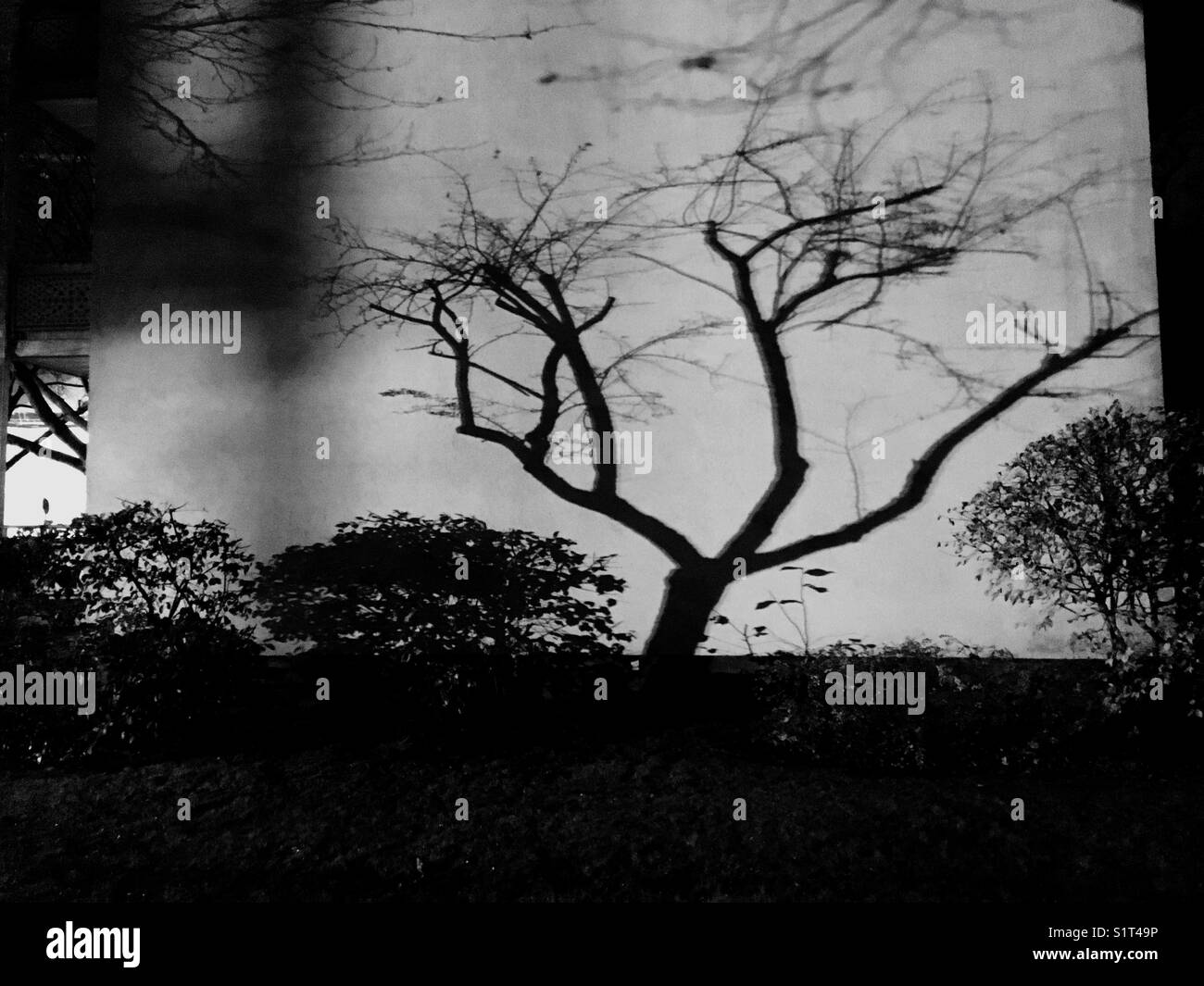 Ombre di alberi su un muro - Immagine stock catturata con smartphone