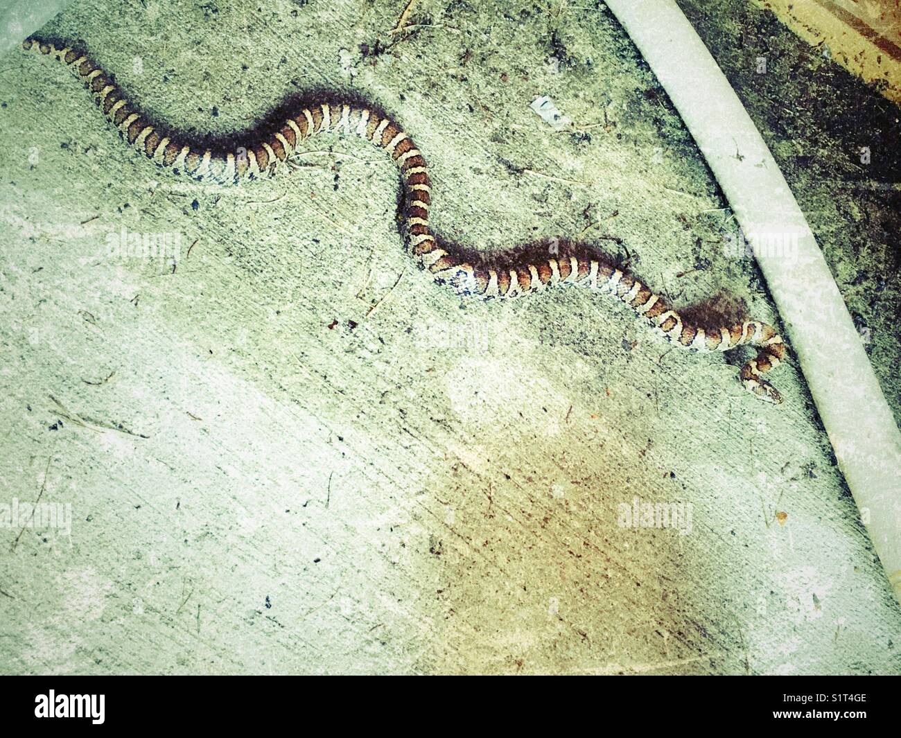 Eastern Milksnake (Lampropeltis triangulum) che scivola lungo il pavimento di un capannone a Clarington, Ontario, Canada Foto Stock