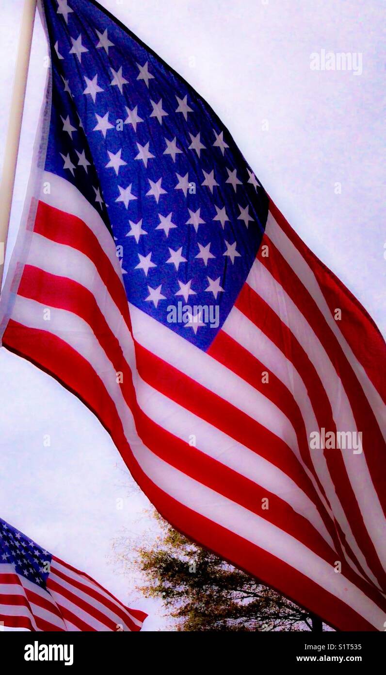 Star Lamas Banner Foto Stock