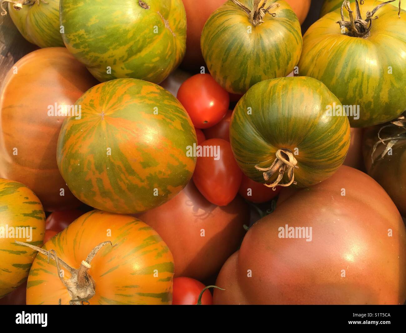 Cimelio di pomodori Foto Stock