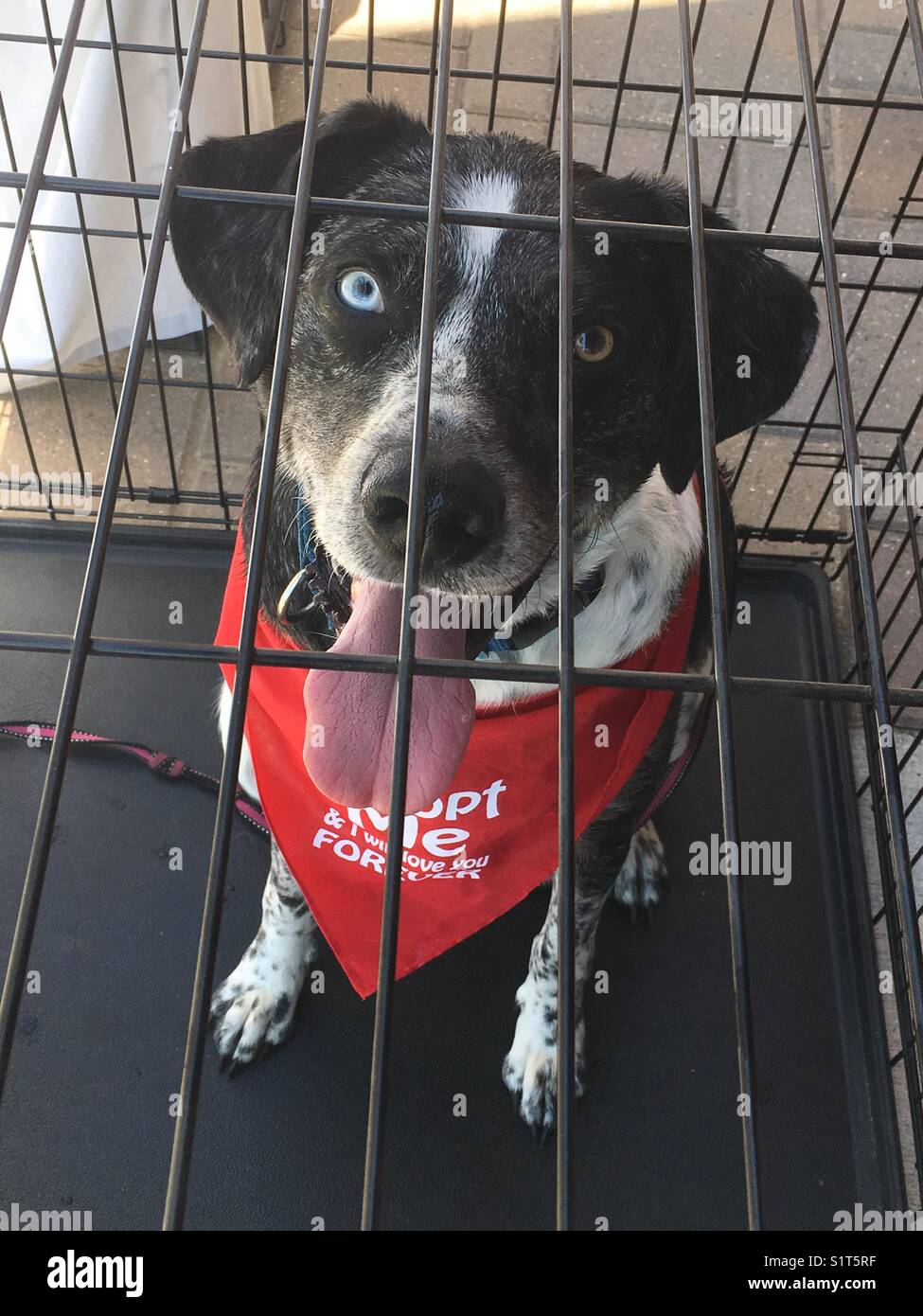 Cane adottivo in un rifugio in attesa di essere adottato - Immagine stock catturata con smartphone