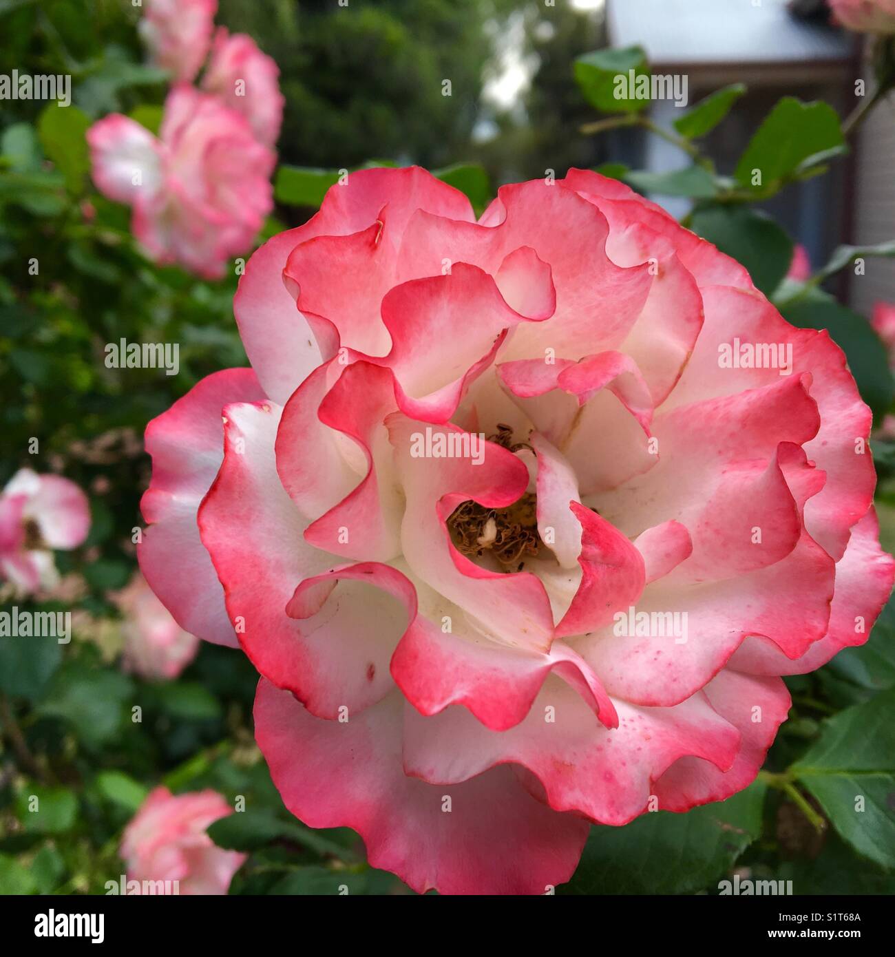 Rose in giardino Foto Stock
