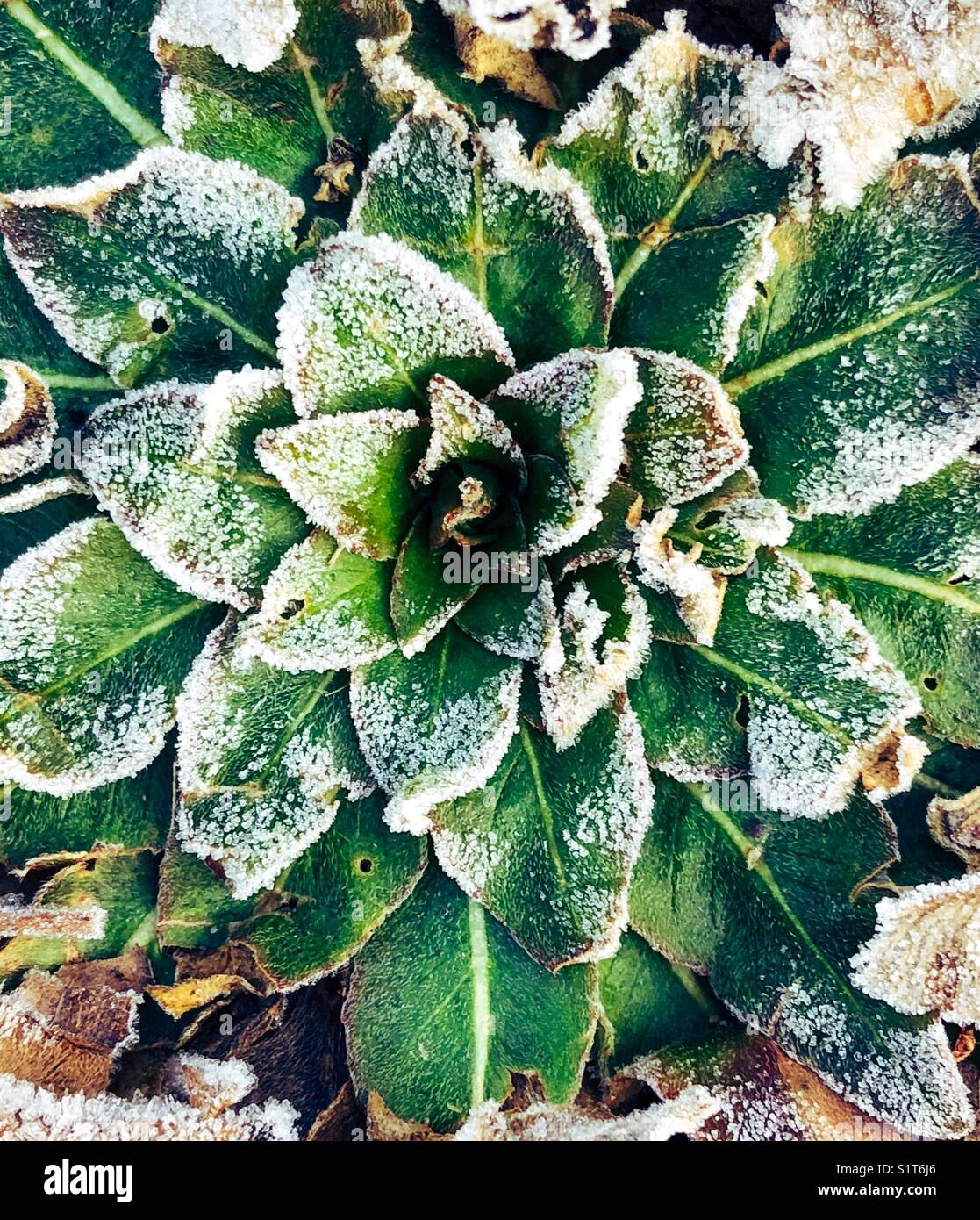 Congelati, coperto di brina mullein (molène thapsus) alghe commestibili sul terreno in Ontario, Canada Foto Stock