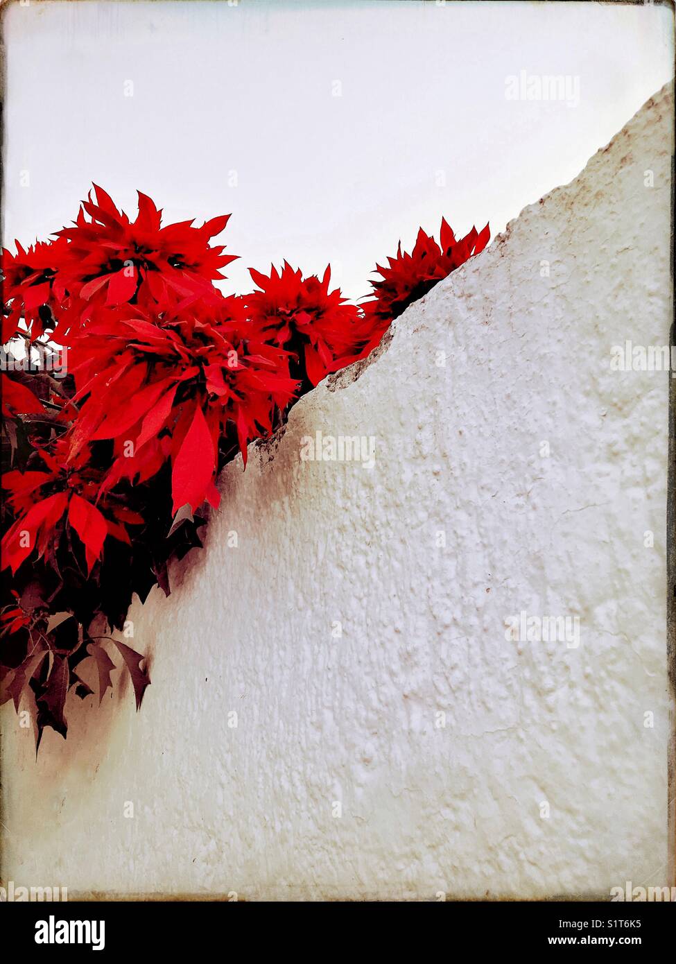 Una delle piante poinsettia alto come un albero con vibrante red brattee cresce fino e oltre una parete in Messico. Foto Stock