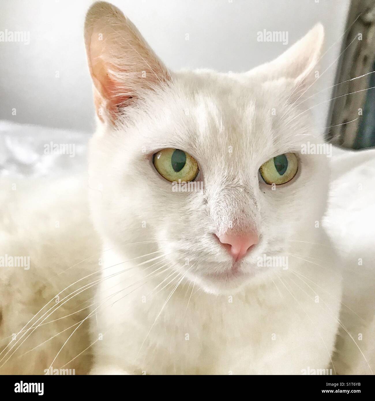 Gatto bianco in una camera da letto bianca - Immagine stock catturata con smartphone