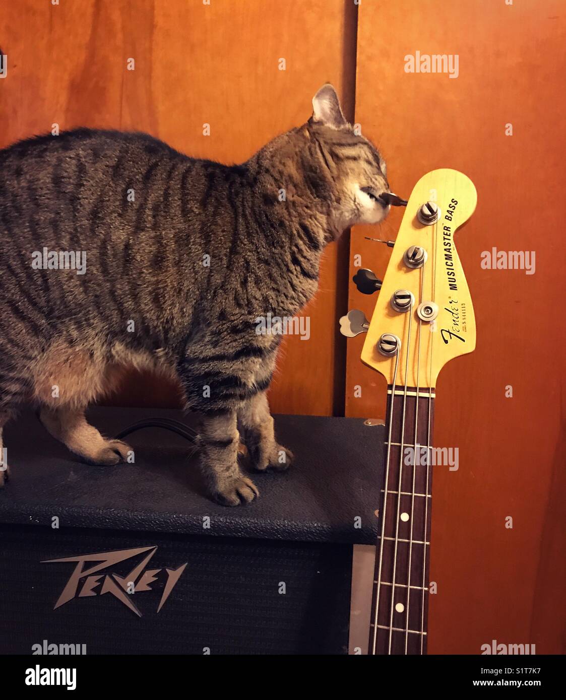 Rock & Roll kitty - Immagine stock catturata con smartphone