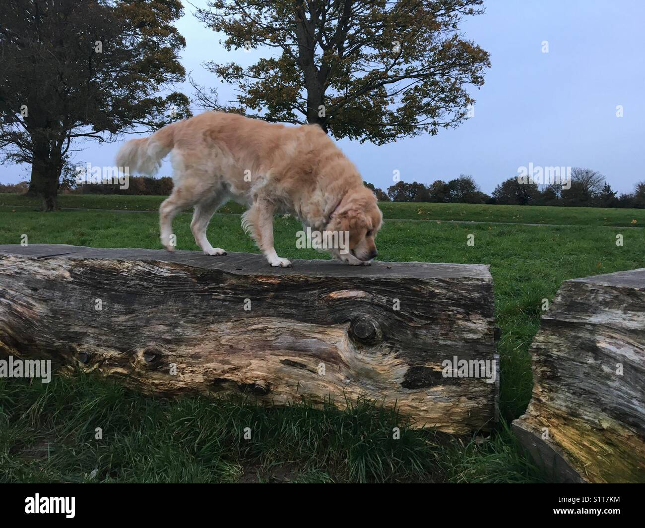 Il golden retriever cane sul log in campo Foto Stock