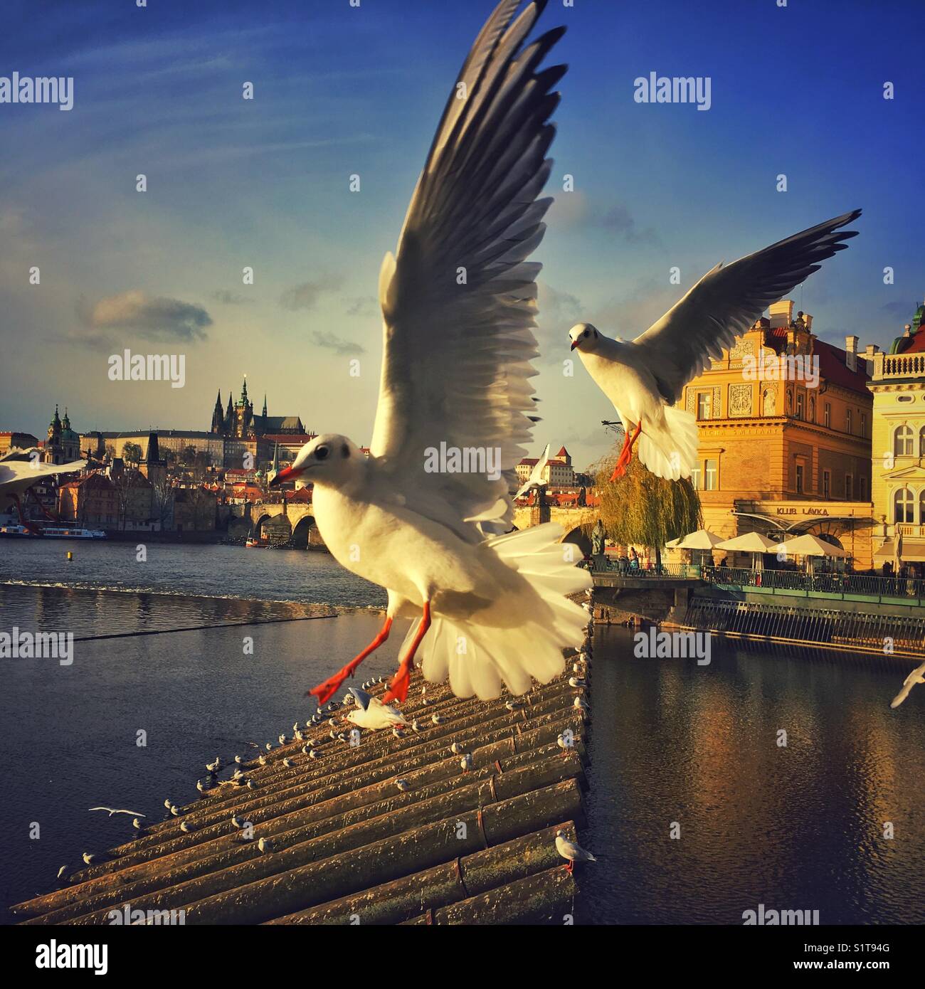 Il Castello di Praga panorama con due battenti a testa nera i gabbiani - Immagine stock catturata con smartphone
