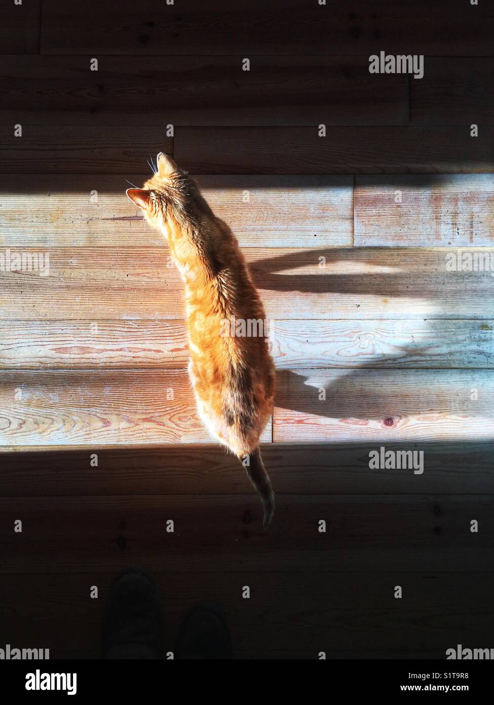 Lo zenzero cat sorge il sole su di un pavimento in legno Foto Stock