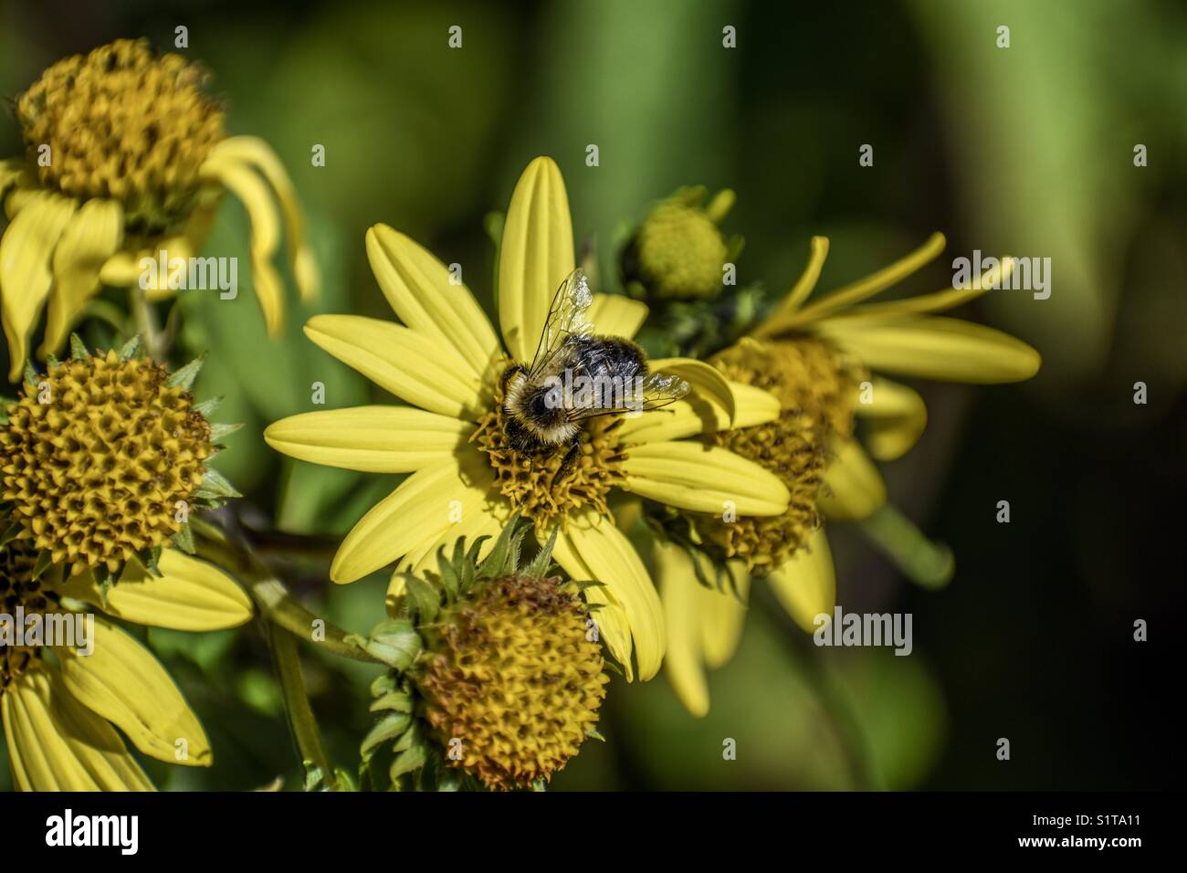 Bumblebee su un fiore giallo Foto Stock