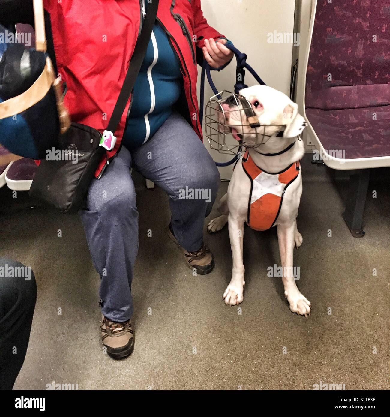 Un boxer bianco con una museruola nei trasporti pubblici, metro Praga - Immagine stock catturata con smartphone