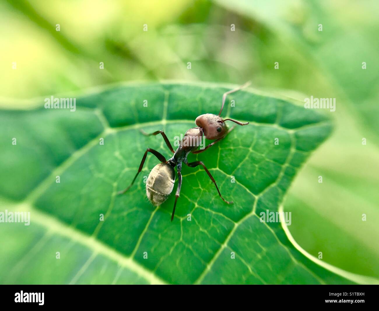 Ant in micro lenti Foto Stock