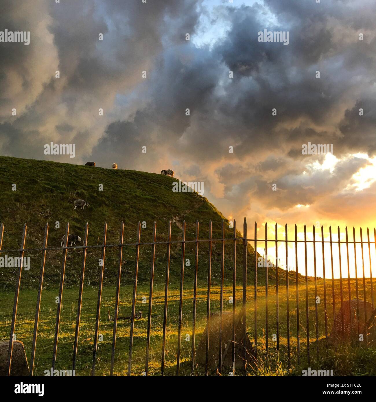 pecore al tramonto Foto Stock