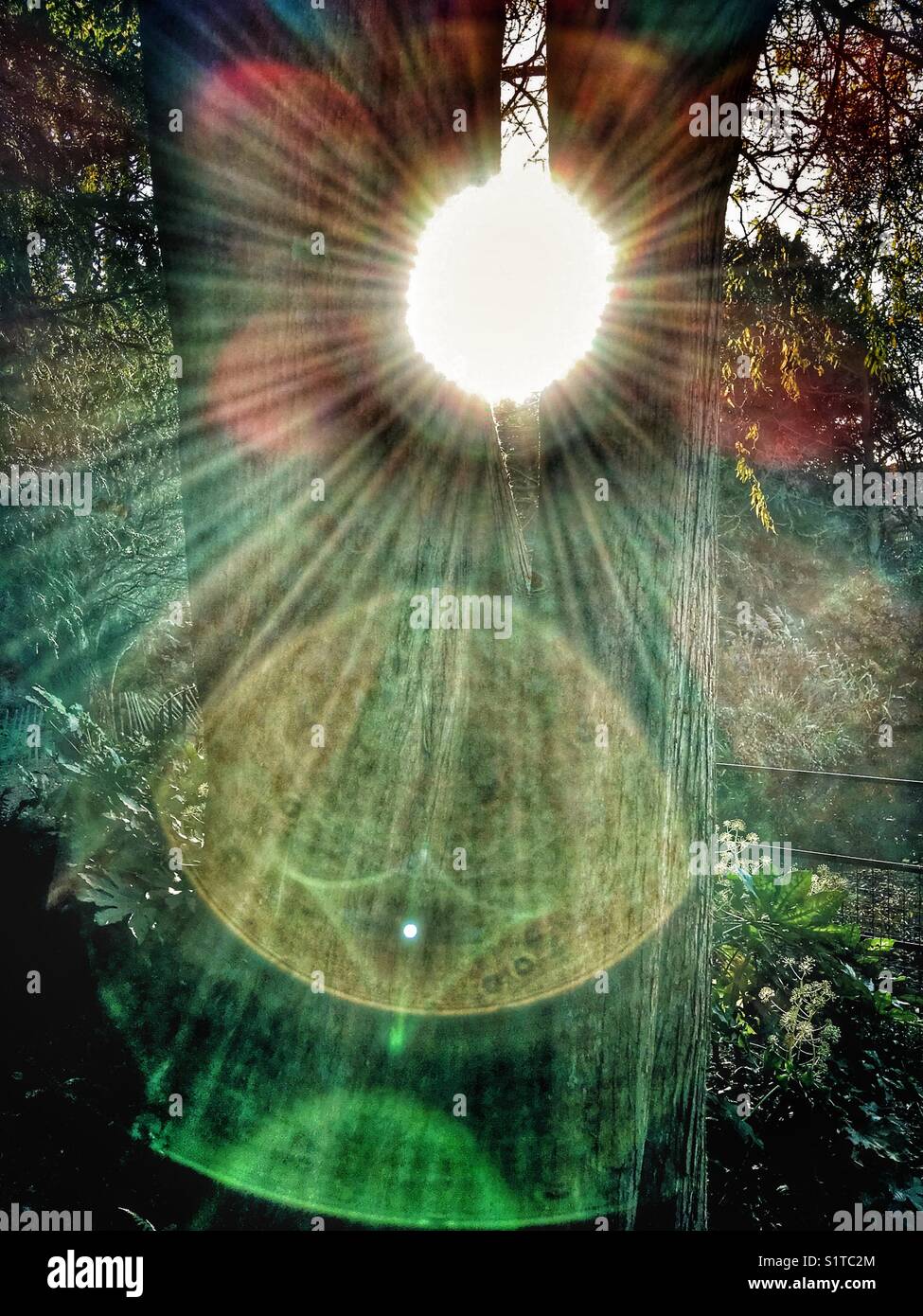 Il sole splende tra due tronchi d'albero - Immagine stock catturata con smartphone