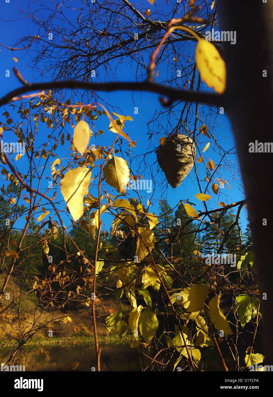 Alveare appeso su un albero tra foglie gialle in una giornata di sole d'autunno. Foto Stock