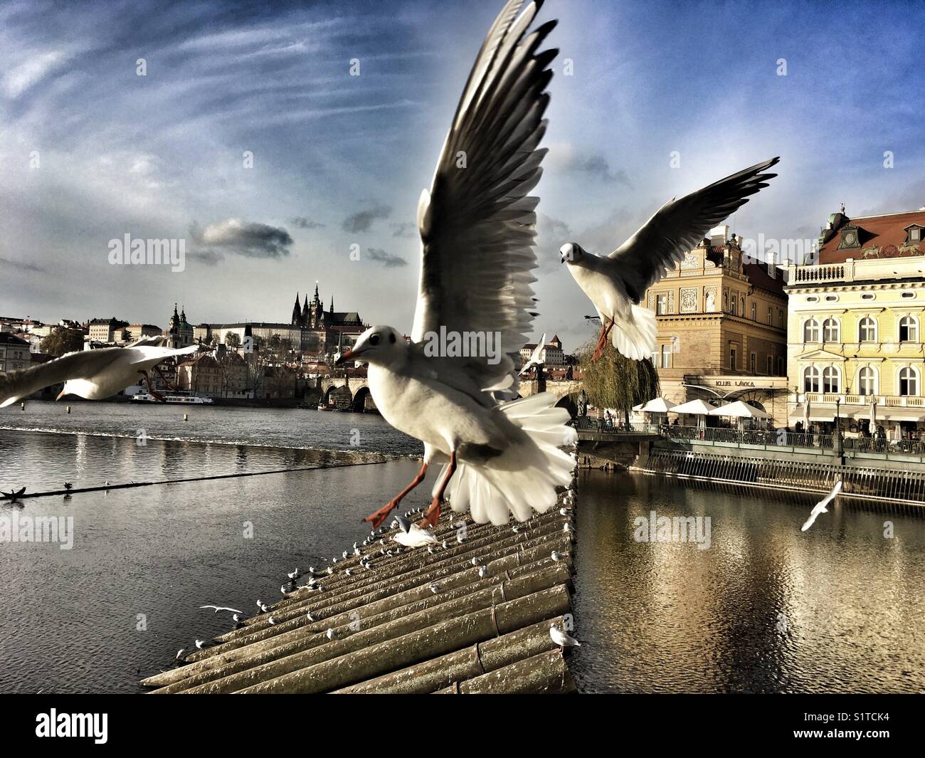 Panorama del Castello di Praga e volo di gabbiani con testa nera sopra il fiume Moldava - Immagine stock catturata con smartphone