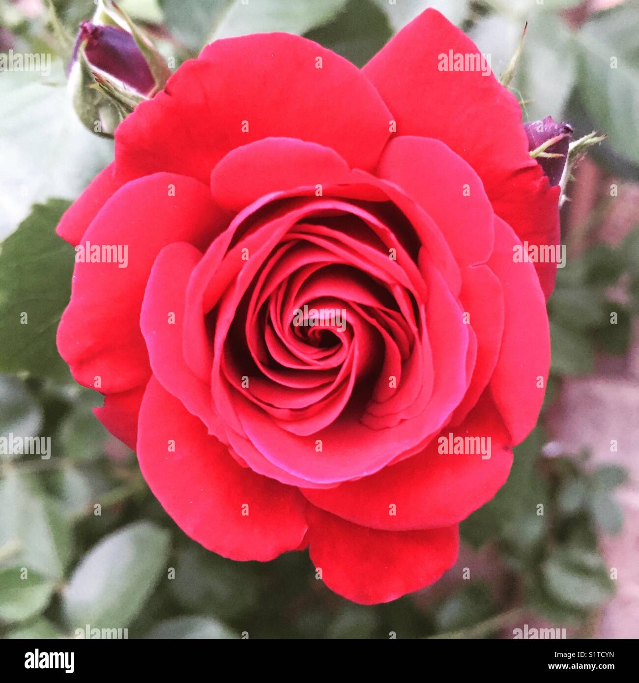 Single Red Rose fiore con sfondo Foto Stock