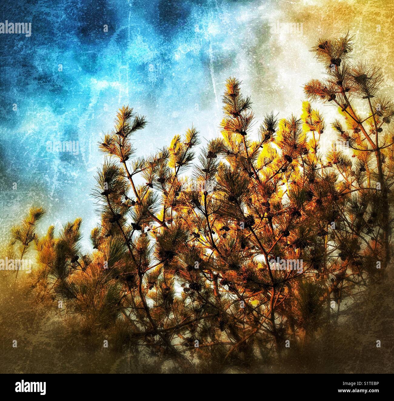 I pini illuminati dalla luce del sole del mattino presto lavorati in modo creativo - Immagine stock catturata con smartphone