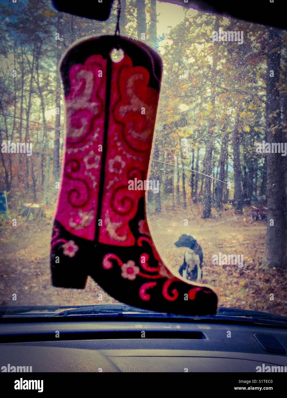Guarda attraverso il parabrezza dell'auto con deodorante per l'aria del bagagliaio rosa all'interno e un cane bianco e nero all'esterno Foto Stock