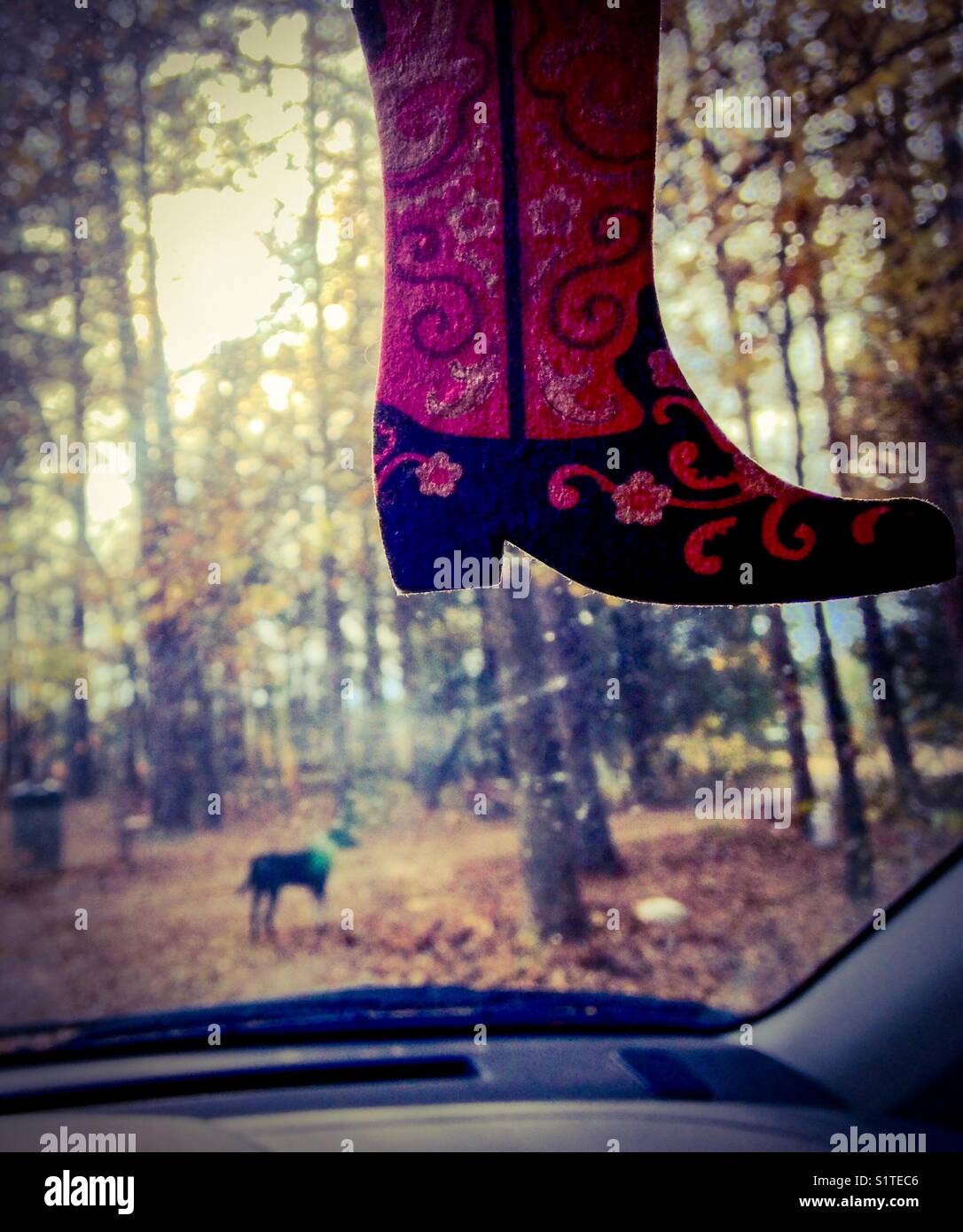 Parabrezza per auto, deodorante per il bagagliaio, alberi autunnali e cane Foto Stock