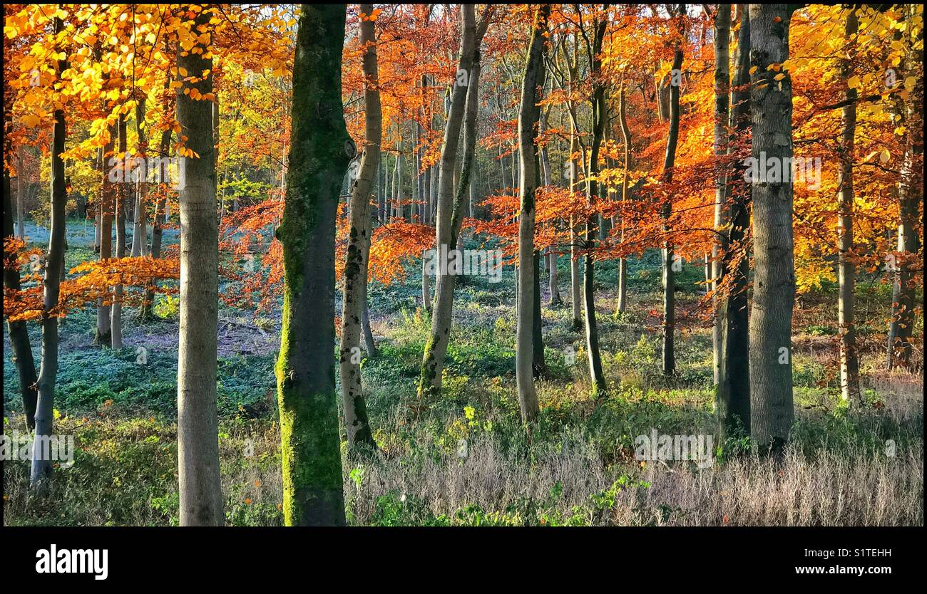 La mattina presto in un bosco autunnale. La piacevole illuminazione contribuisce a accentuare le foglie di colore arancione e giallo. Credito fotografico - © COLIN HOSKINS. Foto Stock