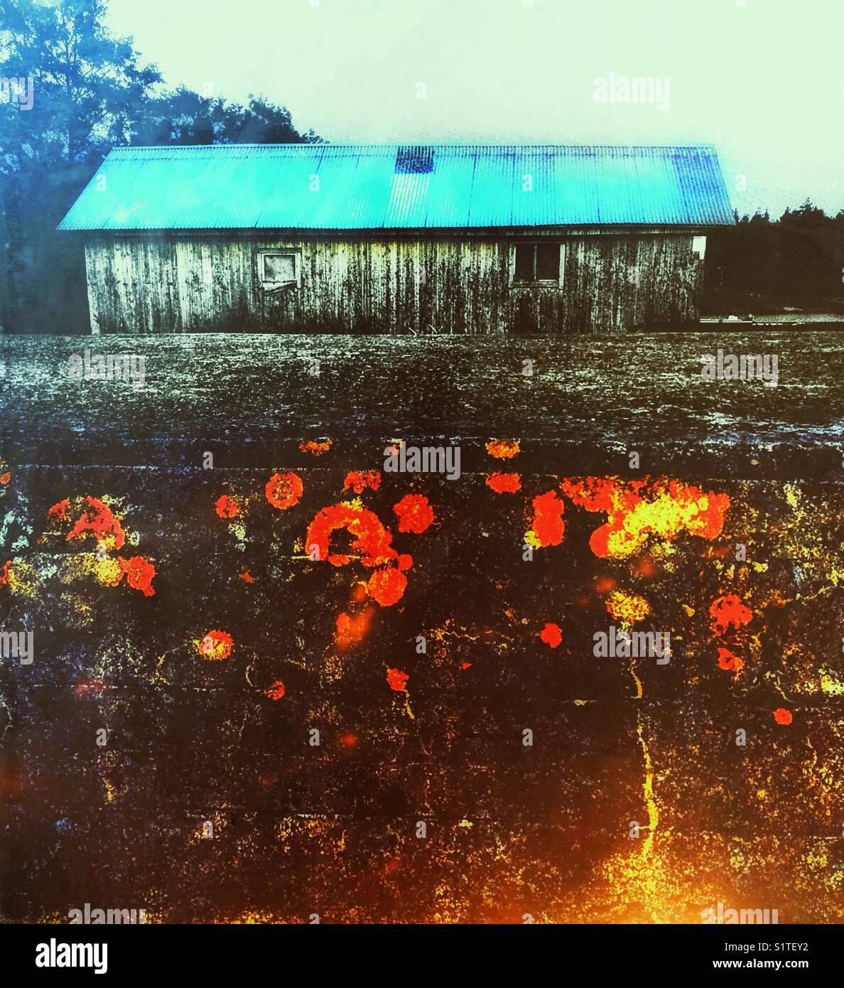 Moss a parete e cabina in legno, Svezia, Scandinavia - Immagine stock catturata con smartphone