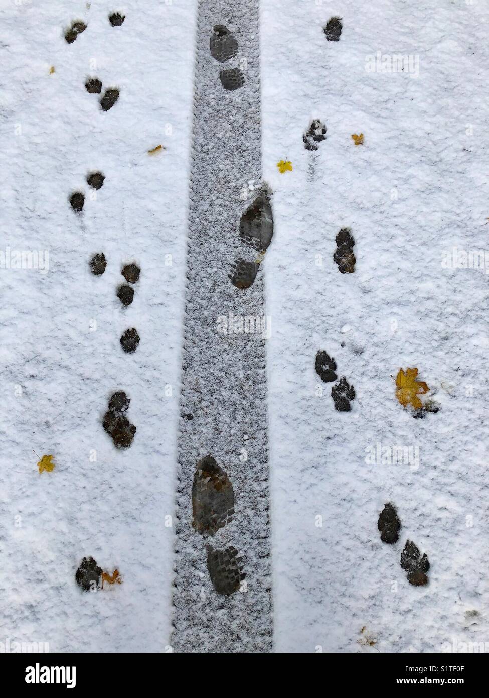 Stampe su neve leggera - pista umana, per cani e pneumatici - Immagine stock catturata con smartphone