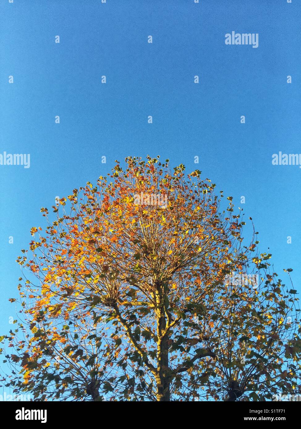 Foglie di autunno su una struttura ad albero - Immagine stock catturata con smartphone