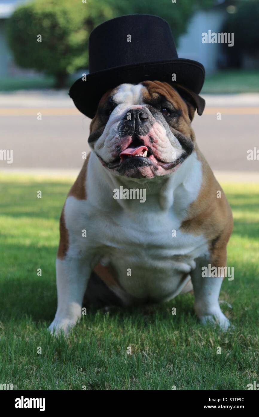 Bulldog inglese che indossa un cappello a cilindro Foto stock - Alamy