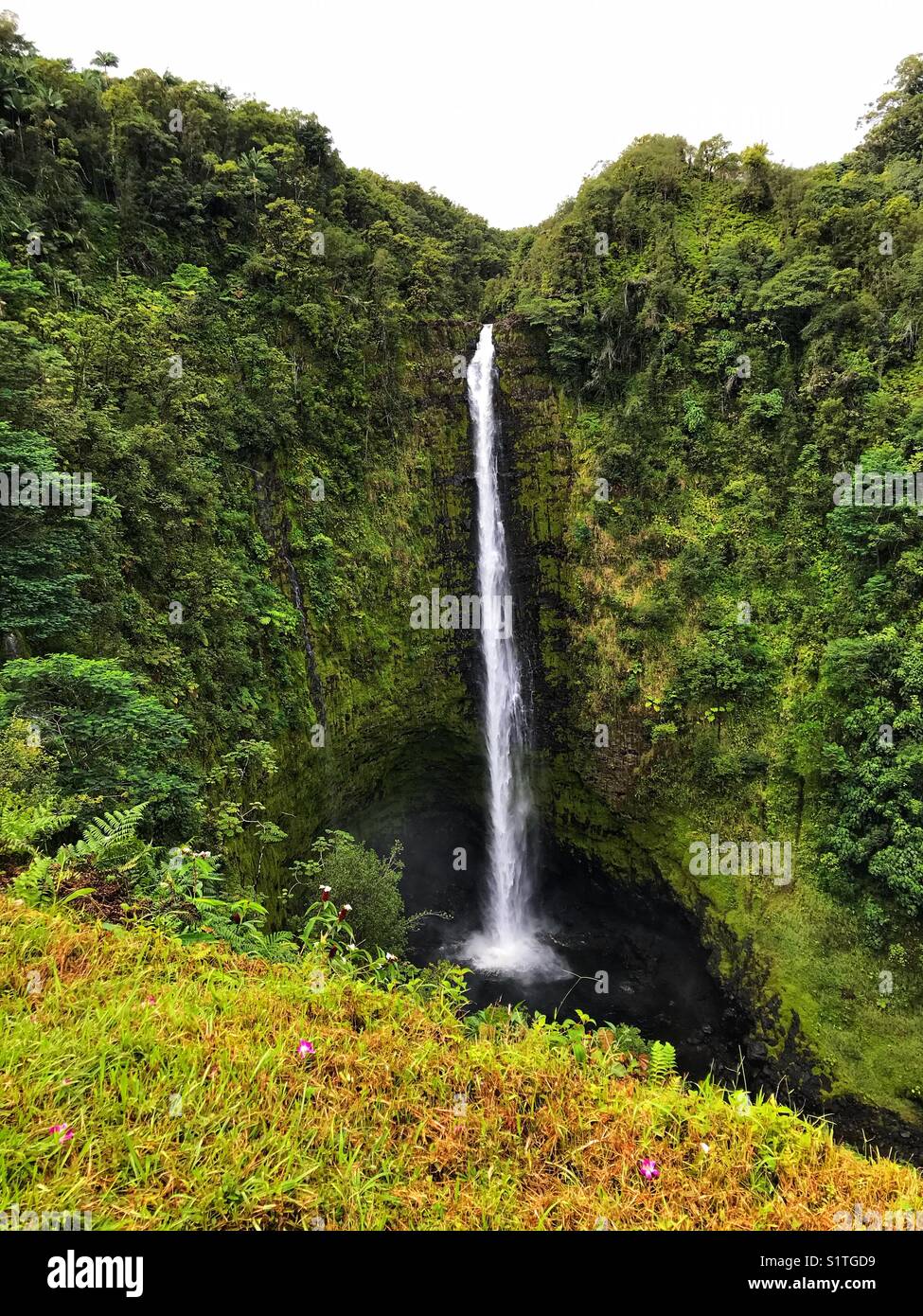 Akaka falls Foto Stock