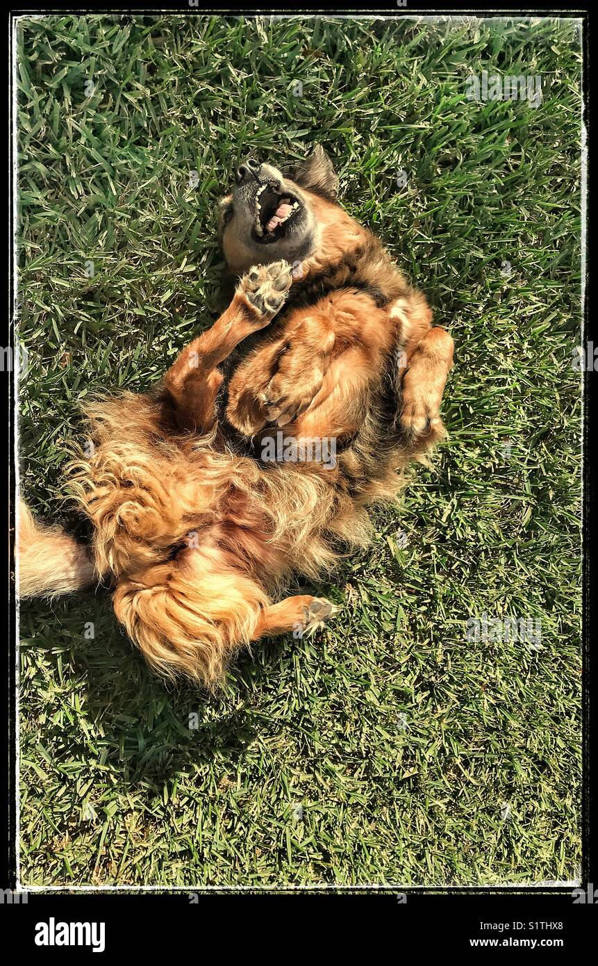 Buon cane che rotola nell'erba Foto Stock