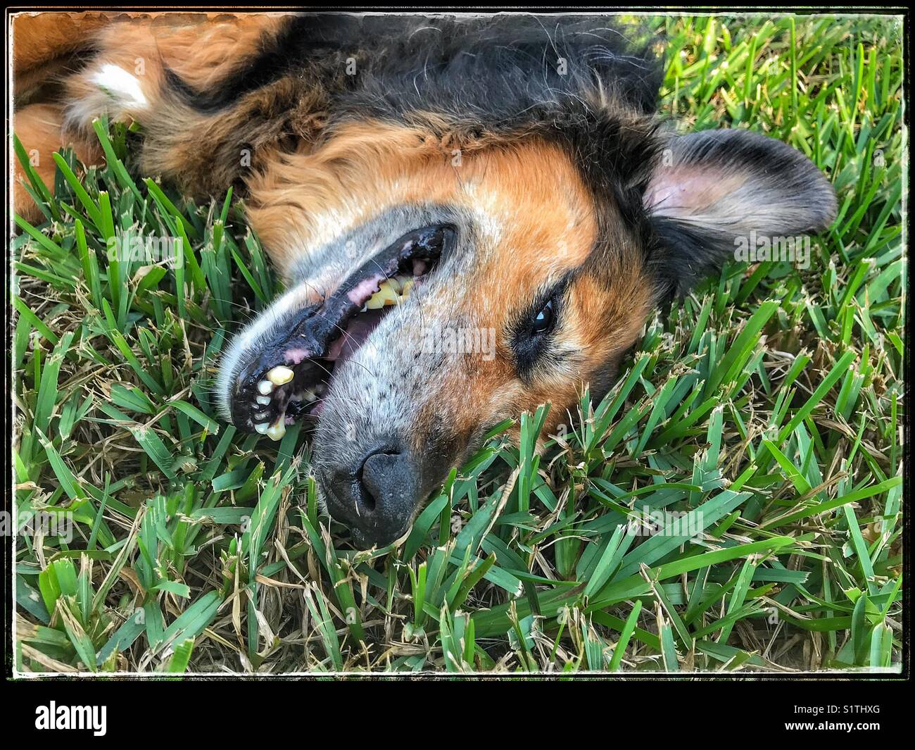 Un cane sorridente e felice che si rilassa nell'erba verde lussureggiante - Immagine stock catturata con smartphone
