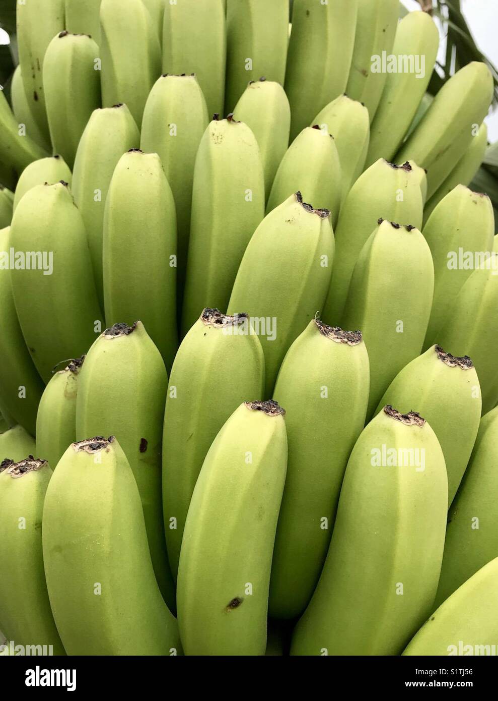 Albero di banane con frutta pronto a scelta Foto Stock