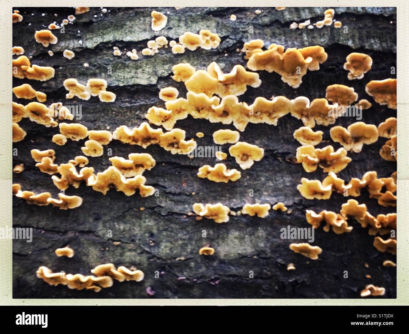 Funghi su legno di decadimento nella Foresta di Soignies, l'autunno. Foto Stock