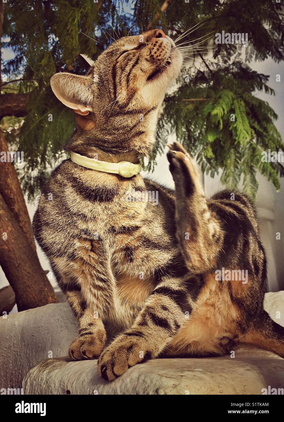 Tabby cat con collare Foto Stock