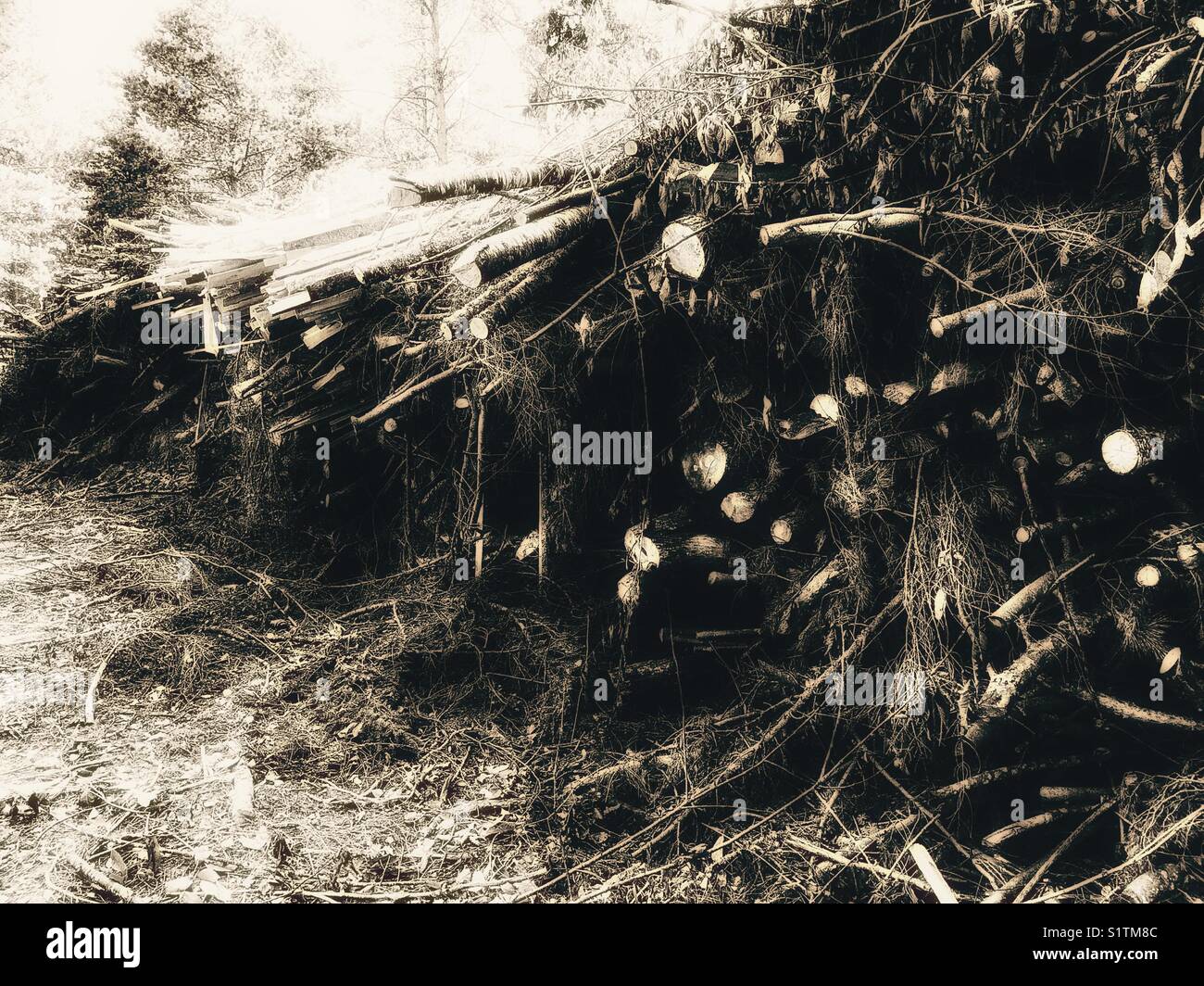 Pila di rami tagliati dalla strada, Svezia e Scandinavia - Immagine stock catturata con smartphone